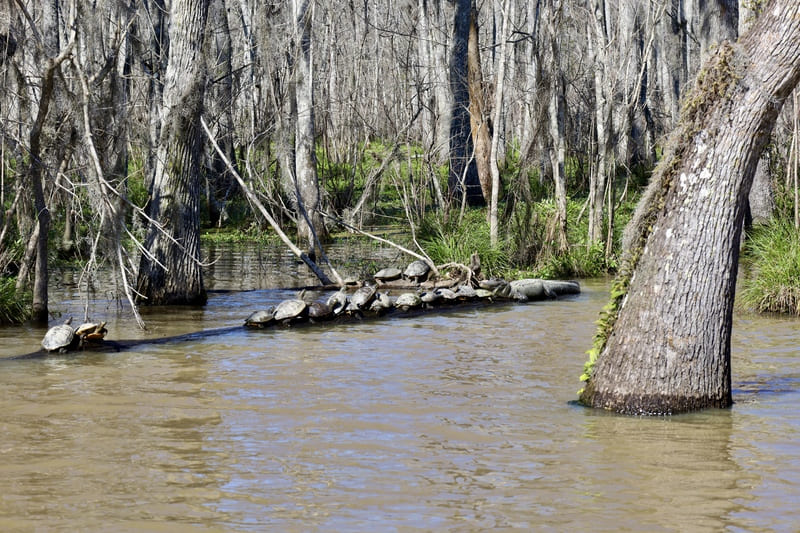 best places to see alligators in louisiana