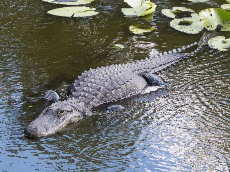 best places to see alligators in louisiana 4