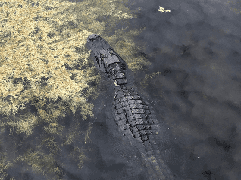 best places to see alligators in louisiana