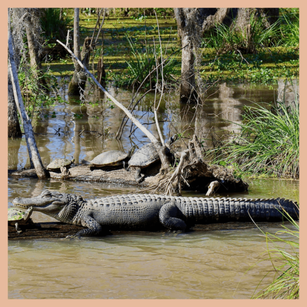 best places to see alligators in louisiana