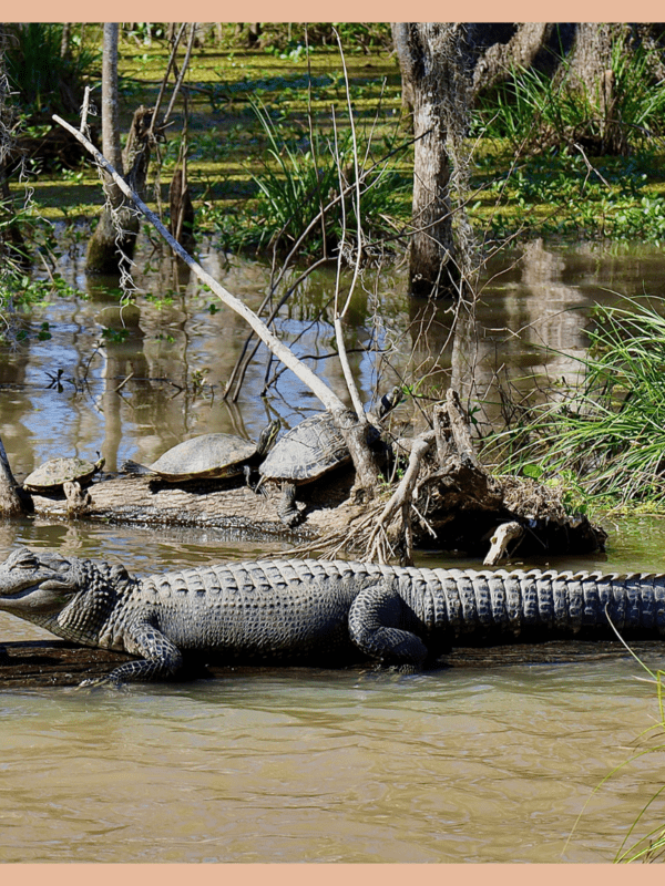 5 BEST PLACES TO SEE ALLIGATORS AROUND NEW ORLEANS