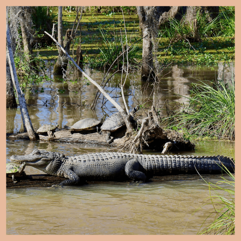 5 BEST PLACES TO SEE ALLIGATORS AROUND NEW ORLEANS