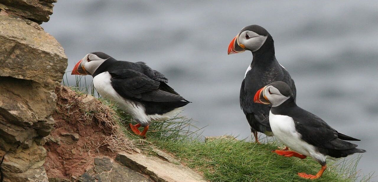 iceland puffins e1682791439960