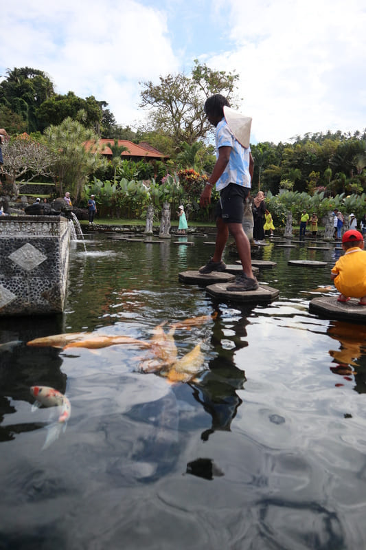 black male in blue and white shirt, black shorts, sneakers, and traditional hat walking on the path of water pillars at tirta gangga in bali feeding the large coi fish swimming beneath him