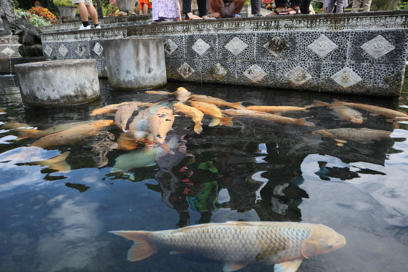large orange and silver coi fish swimming in tirta gangga water palace