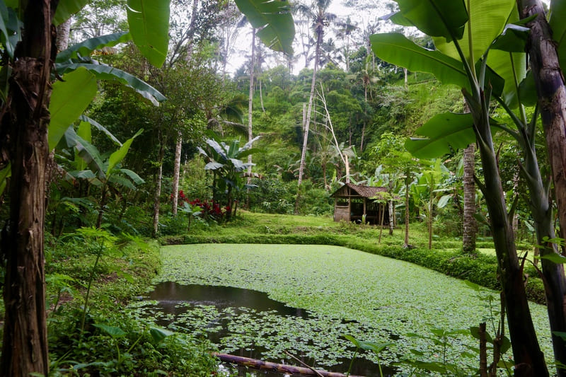 lake covered with greenery on top of the water and lots of green trees. there is a small wooden hut behind the lake. this is along the path to tukad cepung