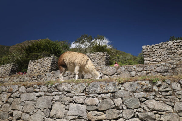 How To Reach Machu Picchu Without Hiking (Step-By-Step Guide) – Chews ...