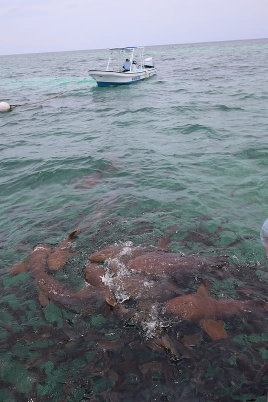 caye caulker snorkel 2